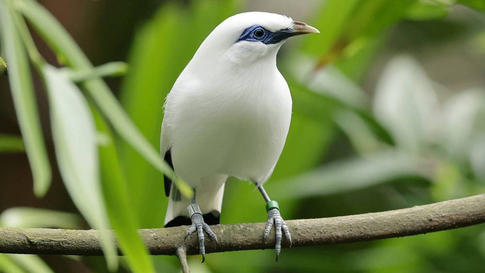 bali myna perch on a branch