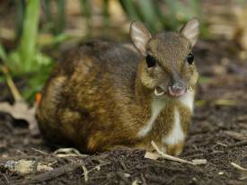 保持安静，尊重自然生态