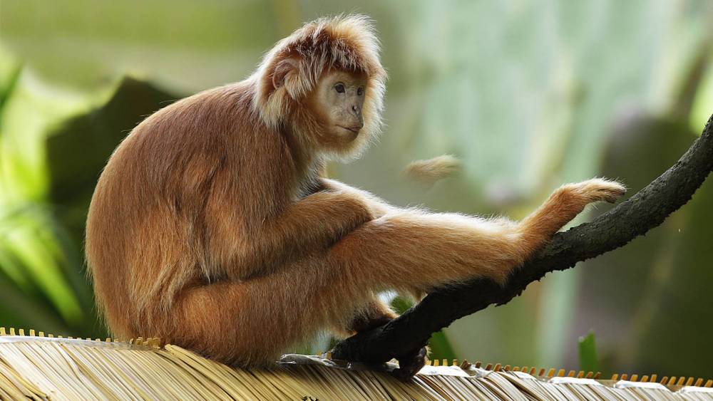 javan langur relaxing