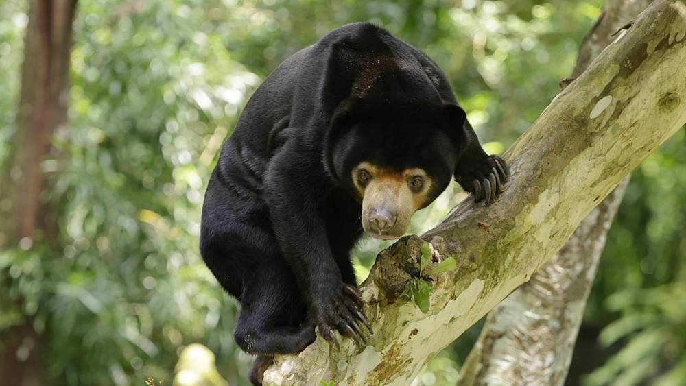 sun bear climbing tree