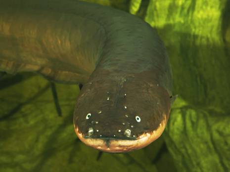 eel in water