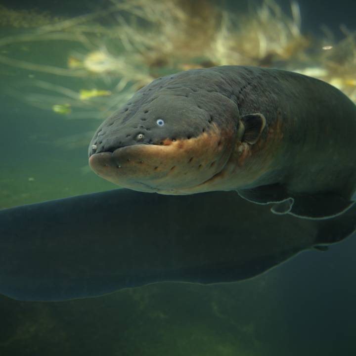 Electric eel