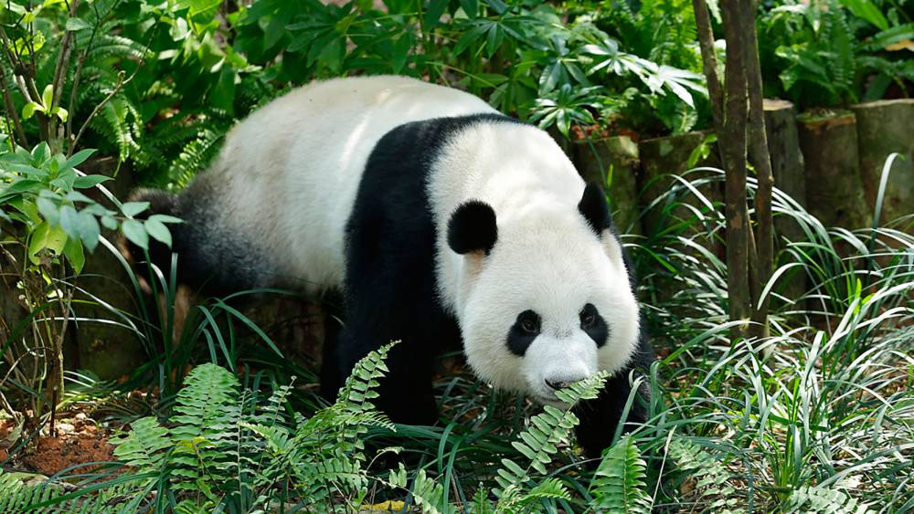 Panda gym