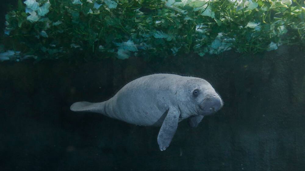 海牛