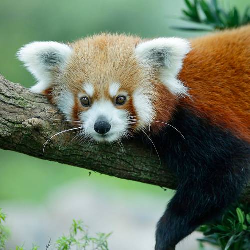 Red panda