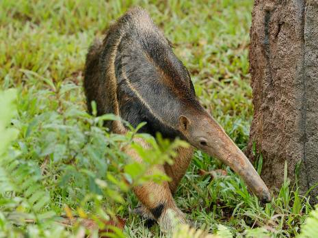 Giant Anteater