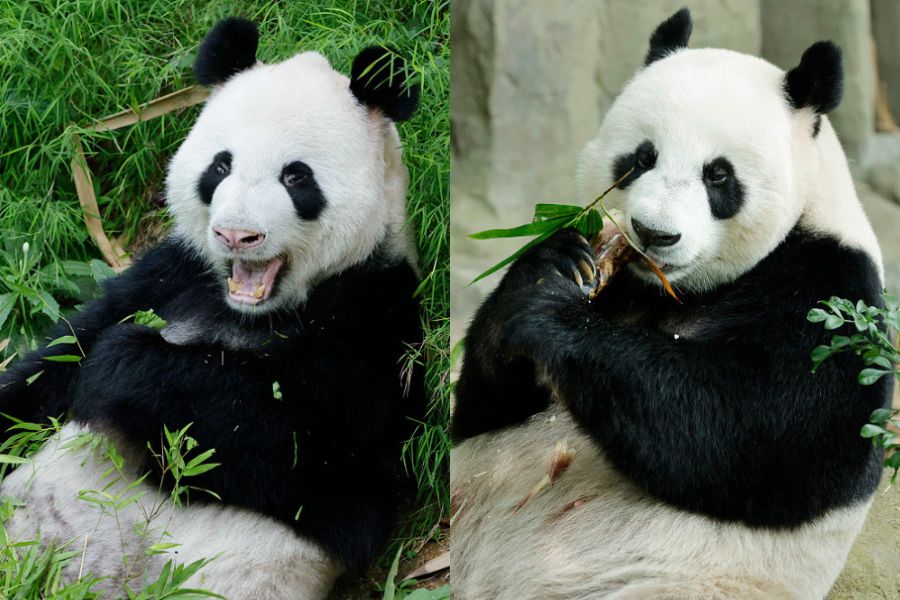 Image of Kai Kai & Jia Jia