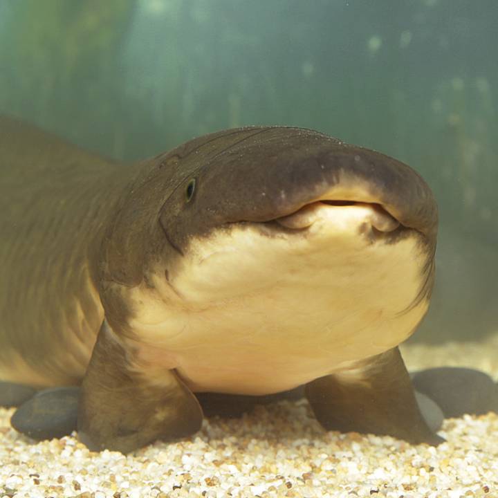 Australian lungfish