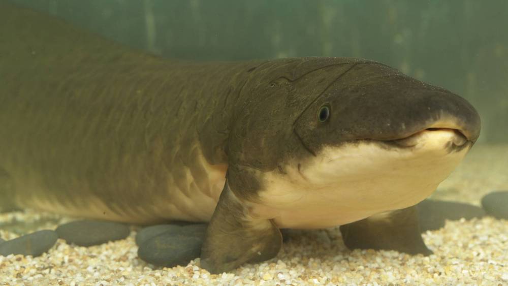 Fish swimming in water with its fins