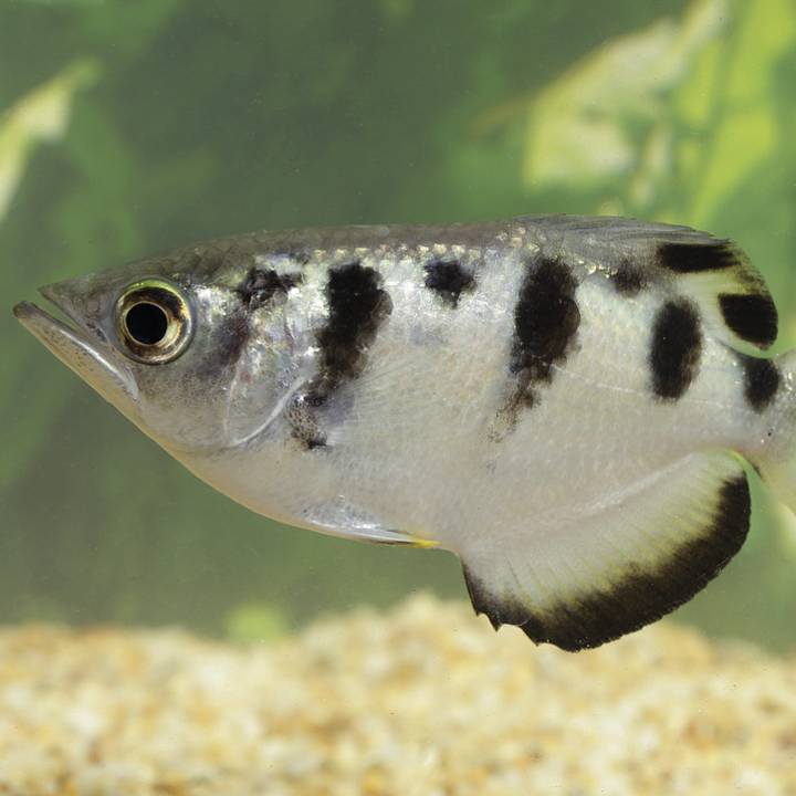 Banded archerfish