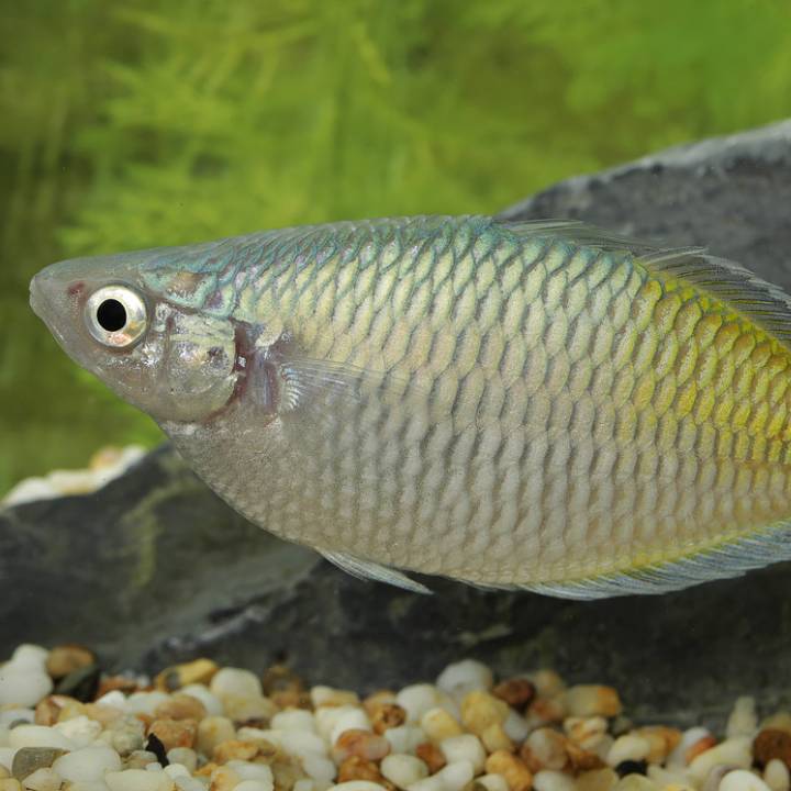 Boeseman's rainbowfish