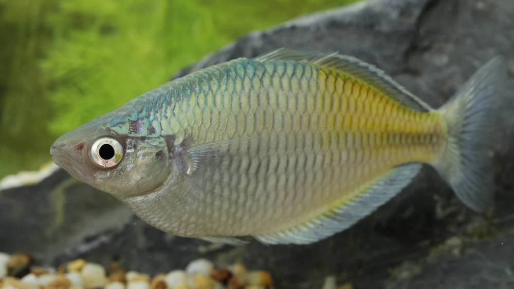 Rainbow colored fish in water