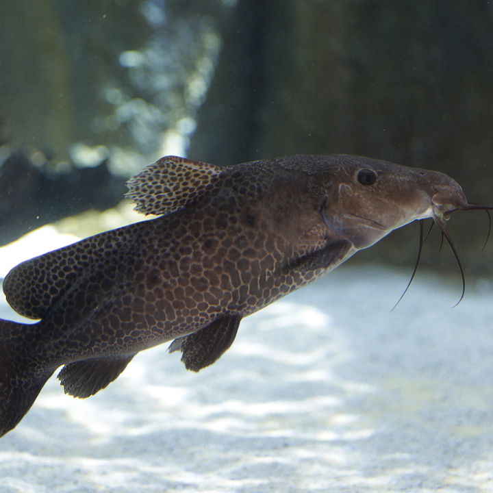 Giraffe catfish