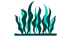 Seagrass