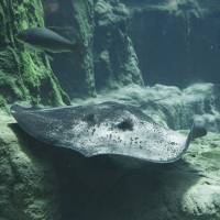 Giant Stingray
