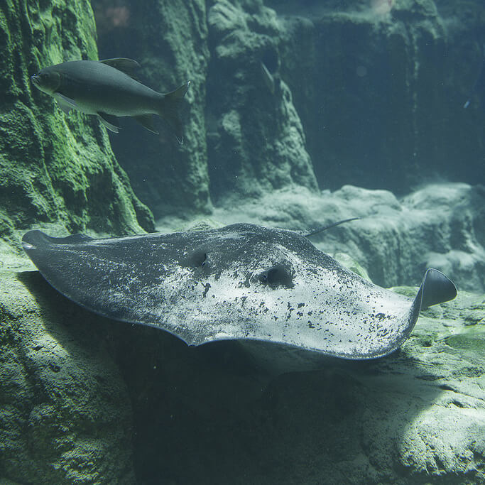 Stingrays