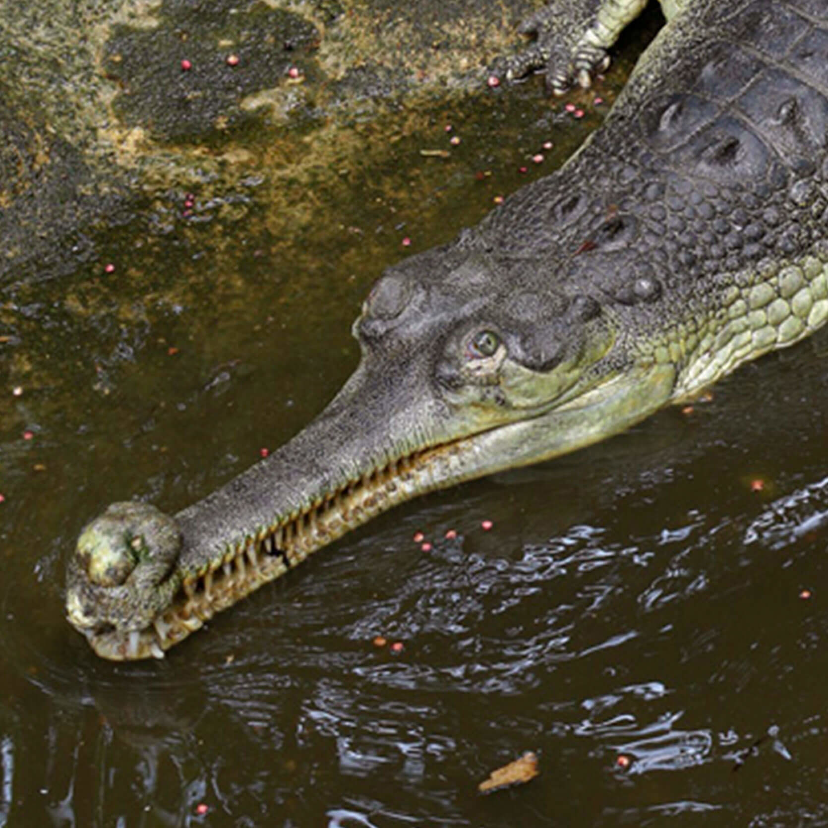 Indian Gharials