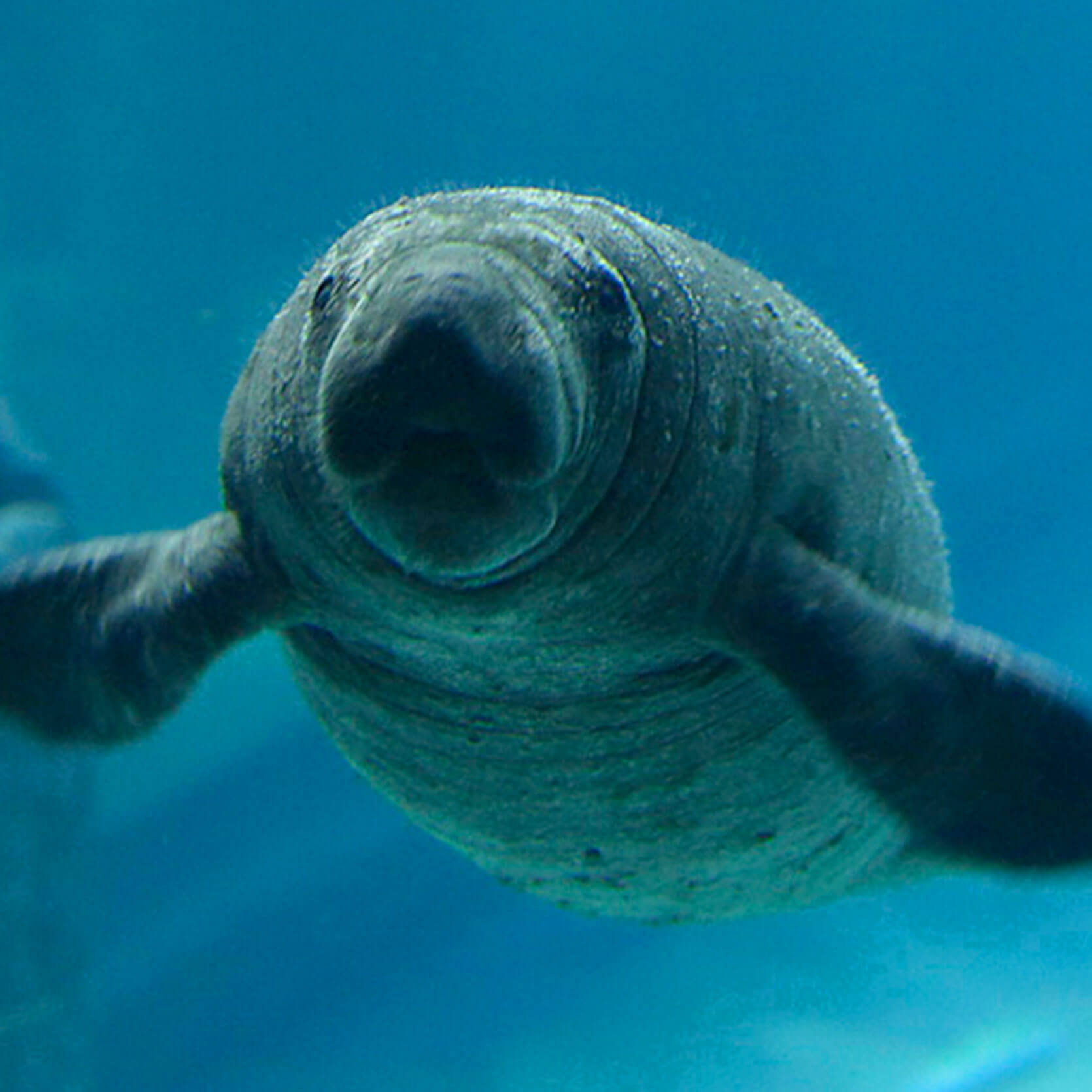 Manatees