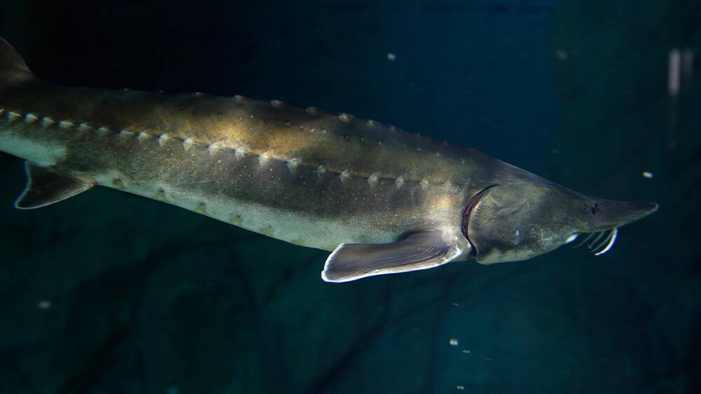 Special sturgeons