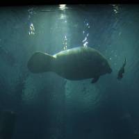 Amazon Flooded Forest