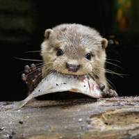Asian Small-clawed Otter