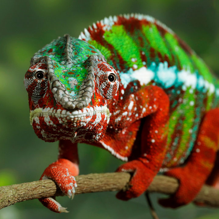 Panther chameleon