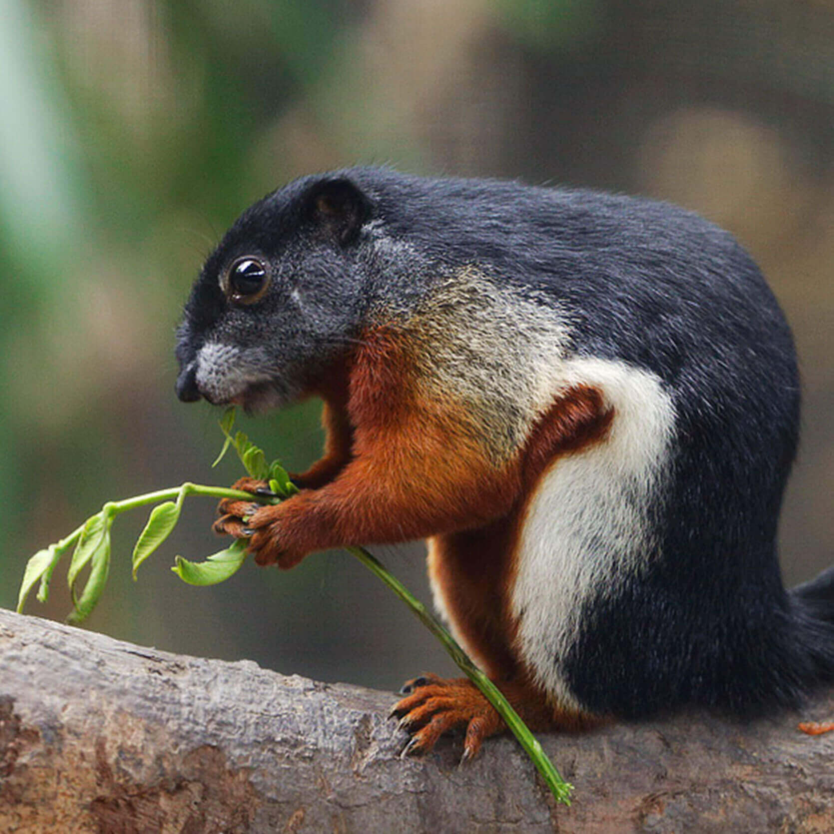Prevost's squirrel