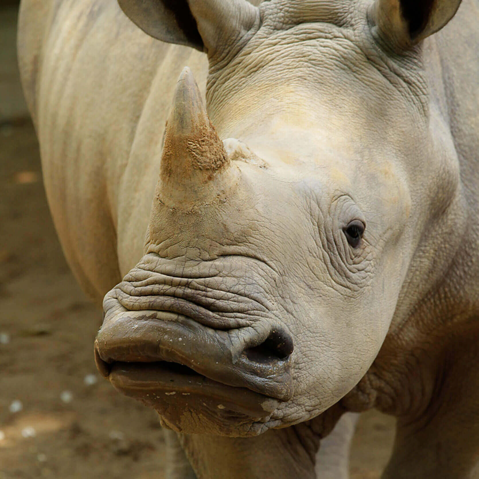 White rhinoceros