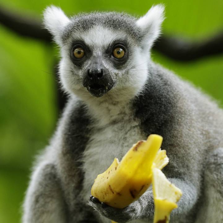 Ring-tailed lemur