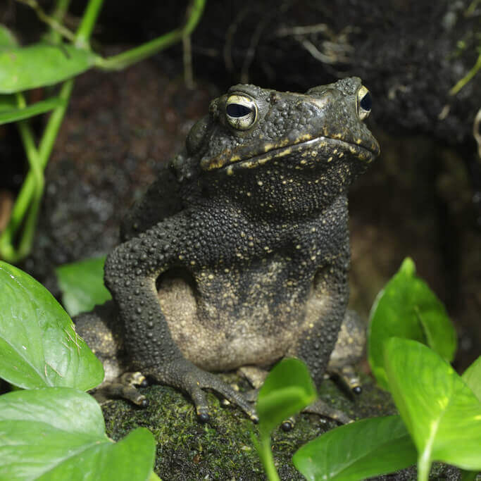 River toad