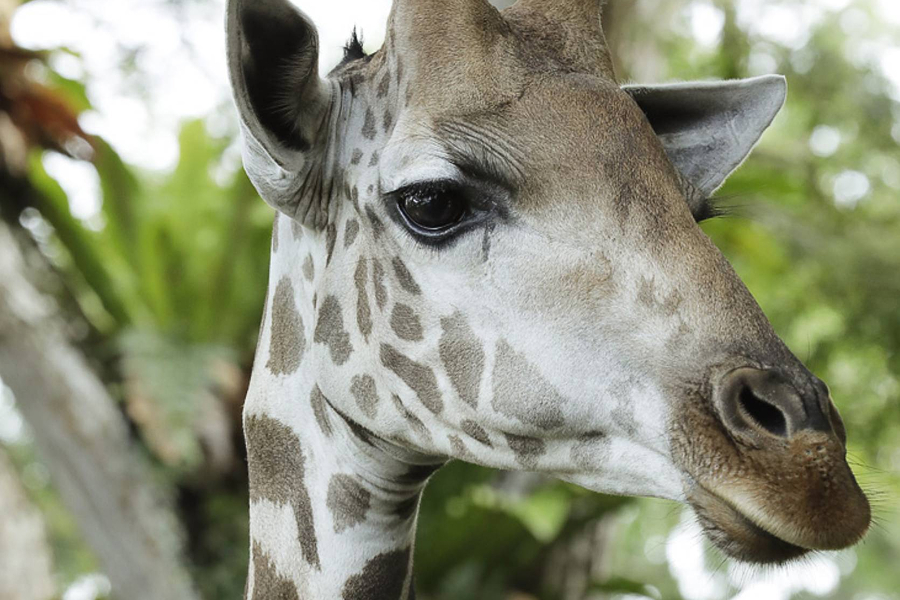 Image of Jubilee the Giraffe