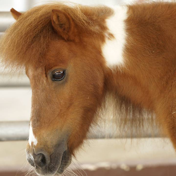 Falabella