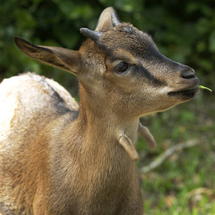 Pygmy goat