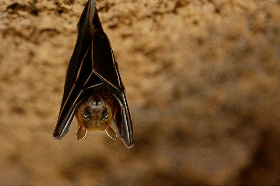 /content/dam/mandai/singapore-zoo/animals-zones/lesser-dog-faced-fruit-bat-900x600.jpg