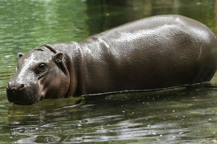 Image of a Pygmy Hippo