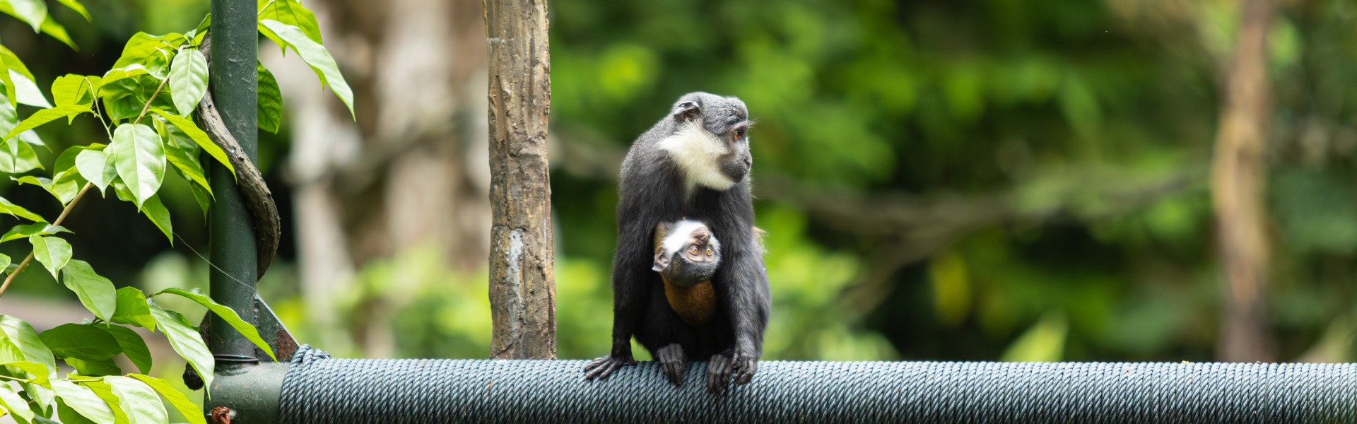 Baby L'hoest's monkey with mum Koumi