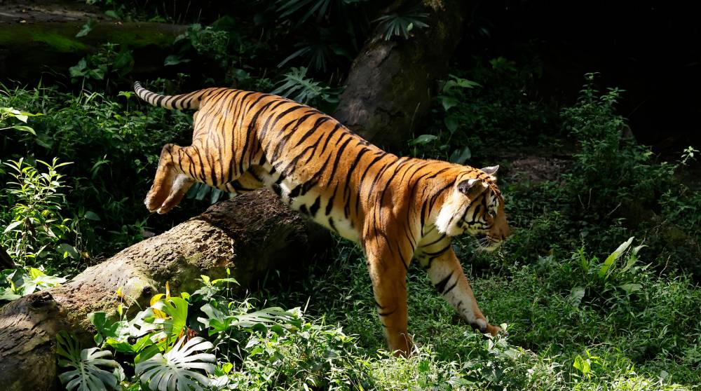 Malayan tiger