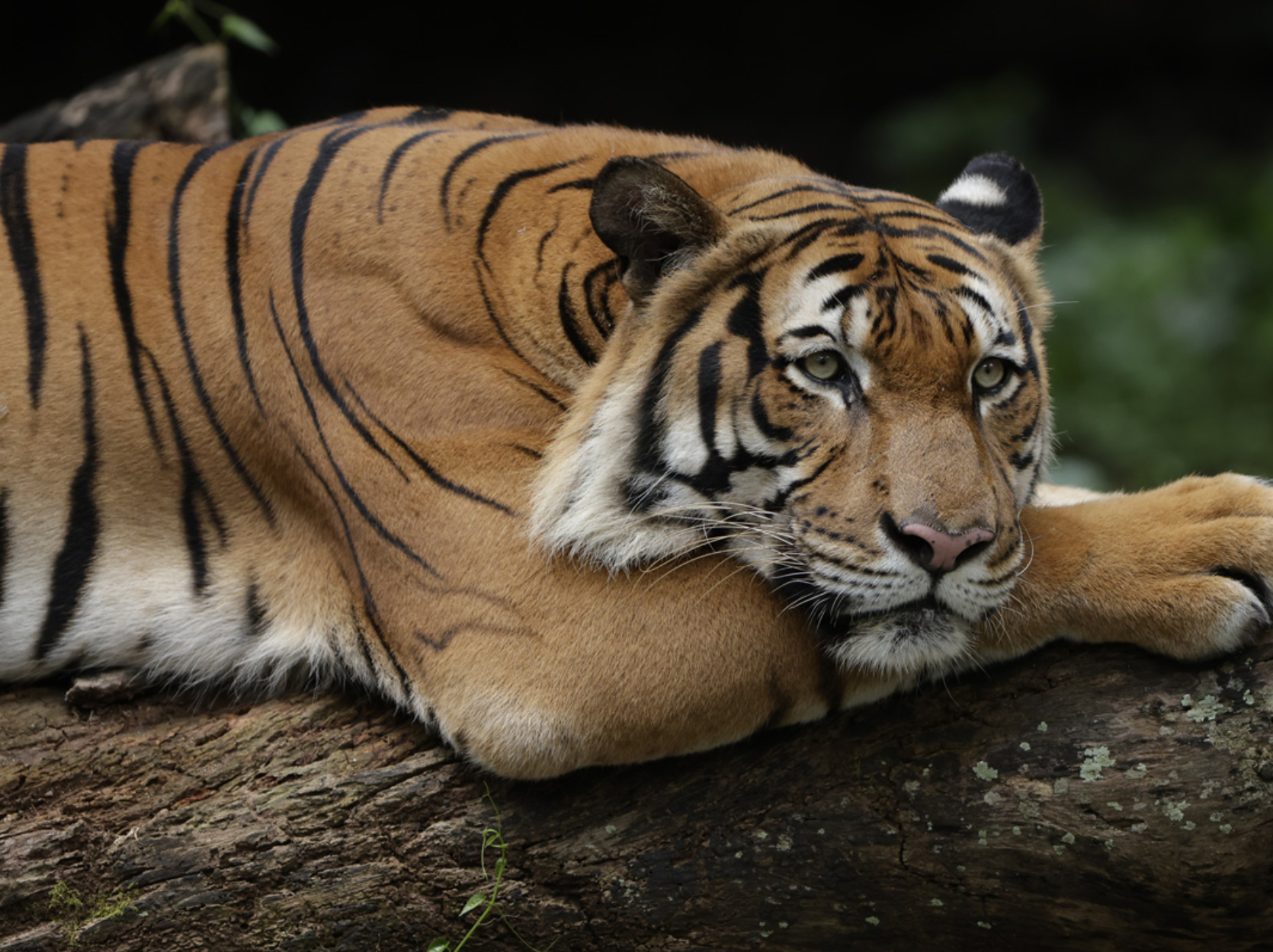 Animals We Love: Tiger