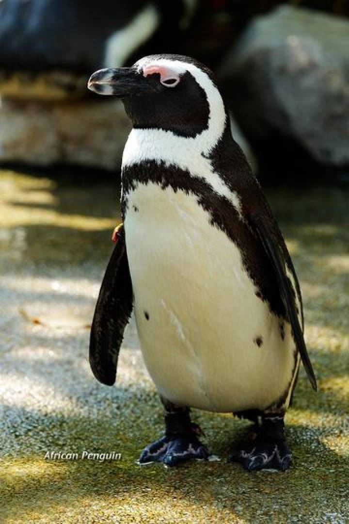 Animal Behaviour & Enrichment Centre