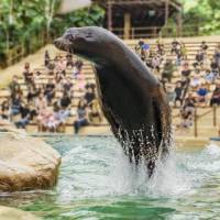 海洋动物表演