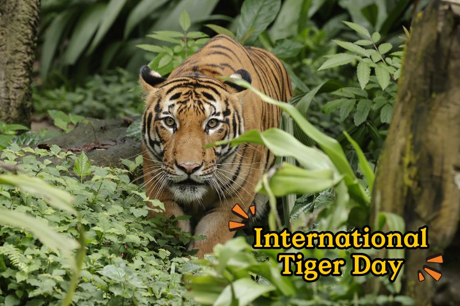 Tiger-ific Discovery Booth