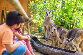 Singapore Zoo & Night Safari: One-Day Wildlife Itinerary