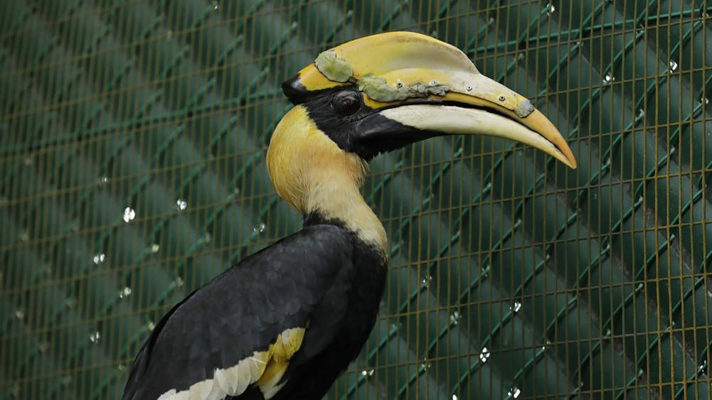 the hornbill cancer warrior