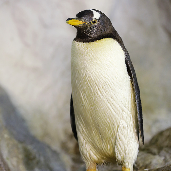 白眉企鹅