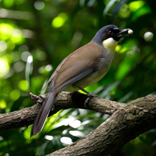Blue-crowned laughingthrush