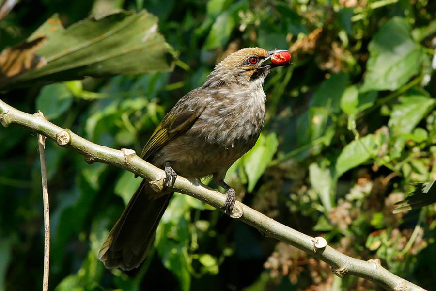 Image of a Straw Headed Bubul
