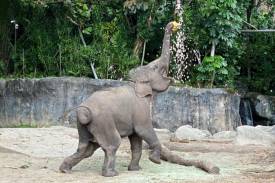 Animal Enrichment Programmes
