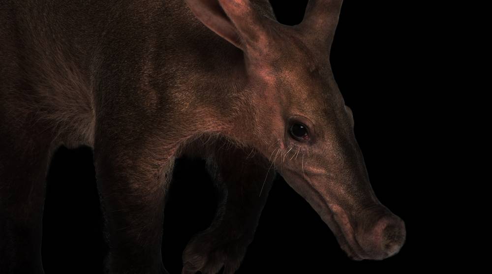 Aardvark
