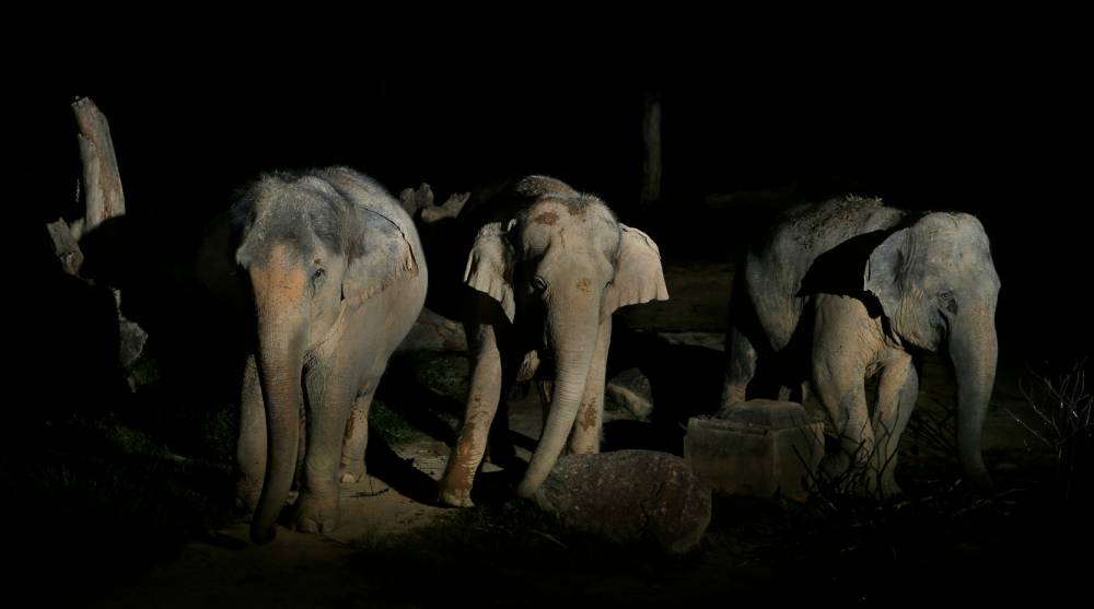 Asian Elephant Trick or Treat