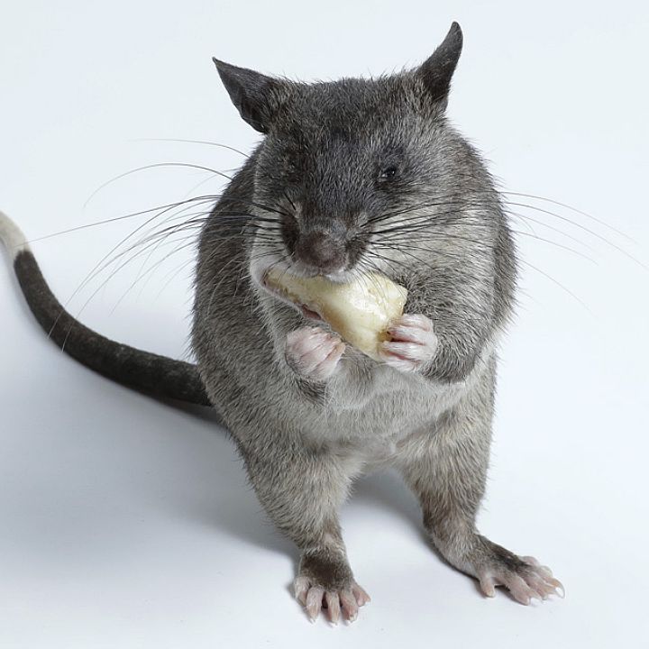 Gambian pouched rat